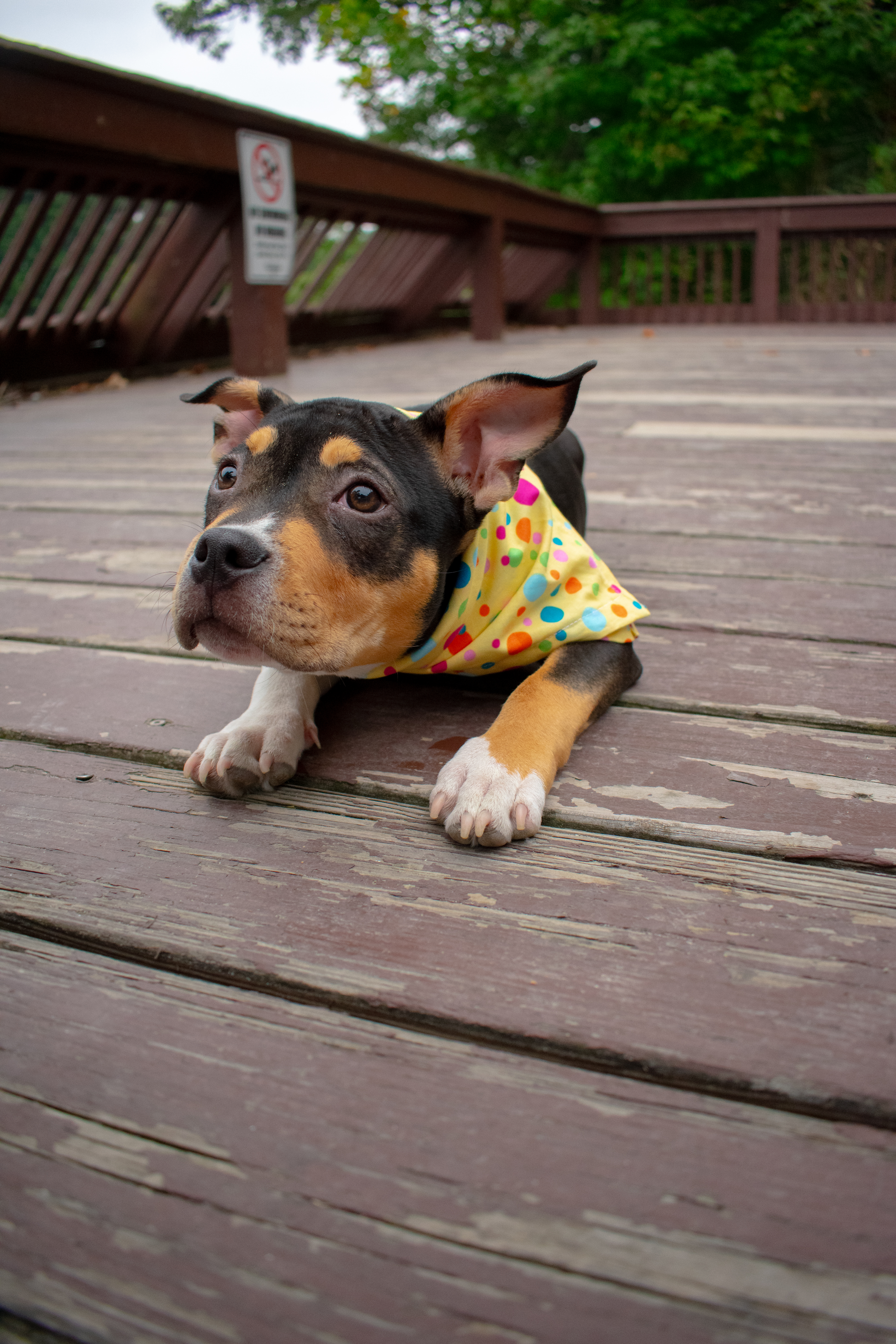 Pets and Companions 1