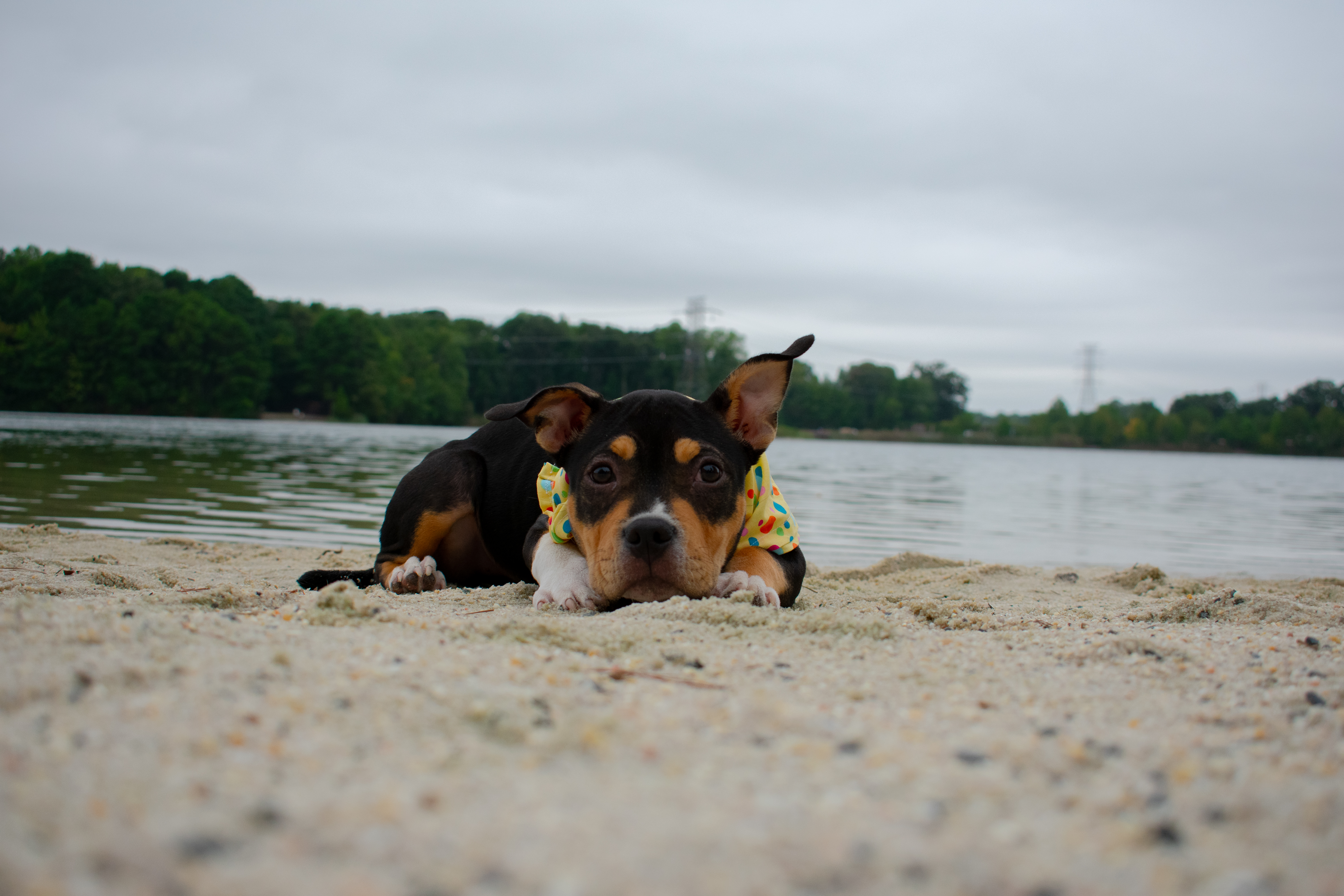 Pets and Companions 1